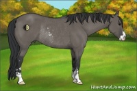 Horse Color:Grullo Sabino Rabicano