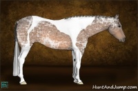 Horse Color:Buckskin Ice Tobiano 