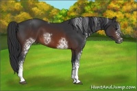 Horse Color:White Spotted Brown 