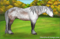 Horse Color:Gray Bay Splash 