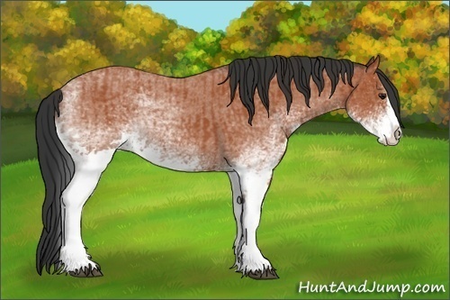 Horse Color:White Spotted Bay Splash  and White Spotted Bay Roan Splash 