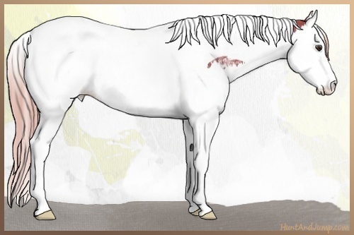 Horse Color:Watercolor White Spotted Liver Chestnut Ice Splash Tobiano Rabicano 