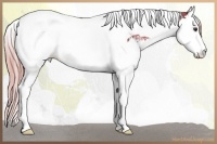 Horse Color:Watercolor White Spotted Liver Chestnut Ice Splash Tobiano Rabicano