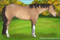 Horse Color:Amber Champagne 