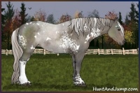 Horse Color:White Spotted Silver Black