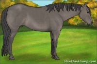 Horse Color:Smoky Grullo Brindle 