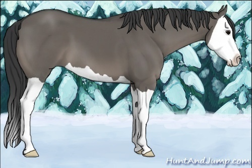 Horse Color:Grullo Splash 