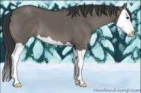 Horse Color:Grullo Splash 