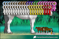 Horse Color:Grullo Sabino Tobiano Rabicano