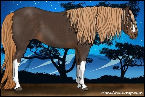 Horse Color:Liver Chestnut 