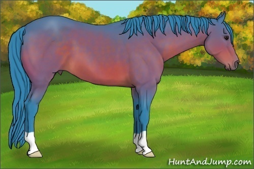 Horse Color:Watercolor Bay 