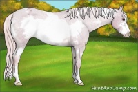 Horse Color:Watercolor White Spotted Palomino Roan Frame Appaloosa 