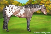Horse Color:White Spotted Bay Ice Appaloosa