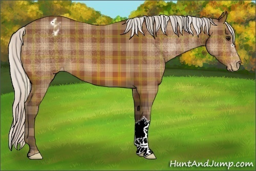 Horse Color:Plaid  Silver Bay Appaloosa 