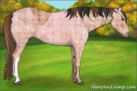 Horse Color:Plaid  Bay Ice 