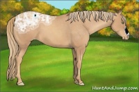 Horse Color:Gold Champagne Ice Appaloosa