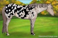 Horse Color:Sable Champagne Ice Appaloosa