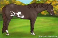 Horse Color:Liver Chestnut Frame 