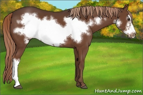 Horse Color:Liver Chestnut Frame 