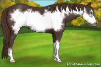Horse Color:Liver Chestnut Frame 