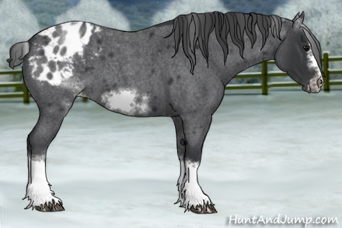 Horse Color:White Spotted Blue Roan Splash Frame Appaloosa 