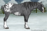 Horse Color:White Spotted Blue Roan Splash Frame Appaloosa 