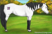 Horse Color:Buckskin Chinchilla 
