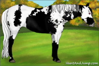 Horse Color:Gray White Spotted Buckskin Chinchilla 