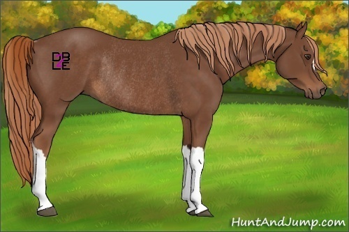 Horse Color:Chestnut Rabicano 