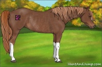Horse Color:Chestnut Rabicano