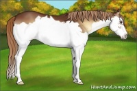 Horse Color:Red Onyx Splash Frame
