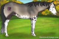 Horse Color:Blue Onyx Splash 