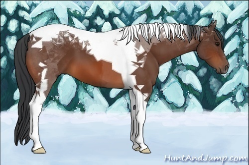 Horse Color:Bay Tobiano 