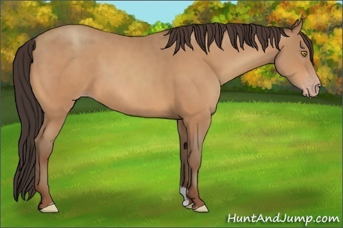 Horse Color:Amber Champagne