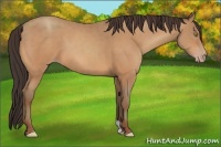 Horse Color:Amber Champagne 