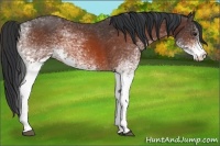 Horse Color:White Spotted Bay 