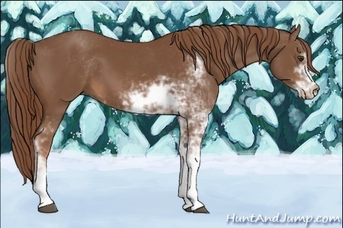 Horse Color:Chestnut Sabino