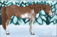 Horse Color:Chestnut Sabino