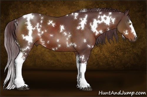 Horse Color:White Spotted Chocolate Bay 