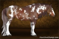 Horse Color:White Spotted Chocolate Bay 
