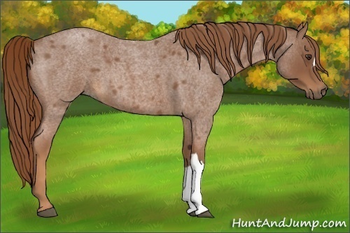 Horse Color:Red Roan