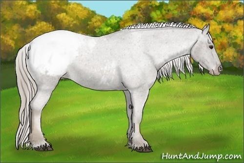 Horse Color:Chocolate Palomino Roan Appaloosa 