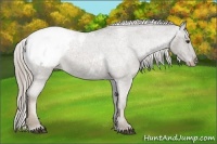 Horse Color:Chocolate Palomino Roan Appaloosa 