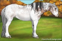 Horse Color:White Spotted Bay Ice Sabino