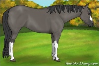 Horse Color:Grullo 