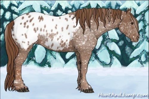 Horse Color:Chestnut Appaloosa 