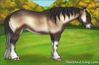 Horse Color:Bay Onyx 