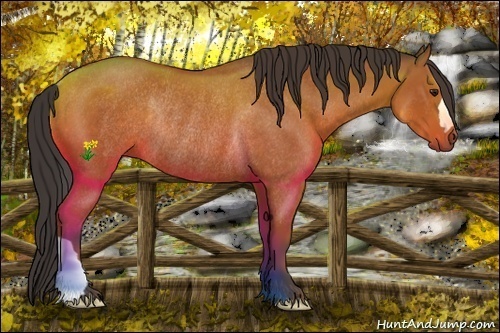 Horse Color:Bay Rabicano 