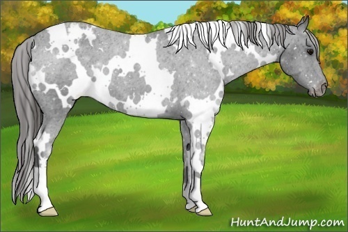 Horse Color:White Spotted Black Snowcap 