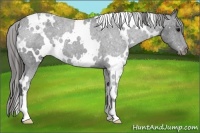 Horse Color:White Spotted Black Snowcap 